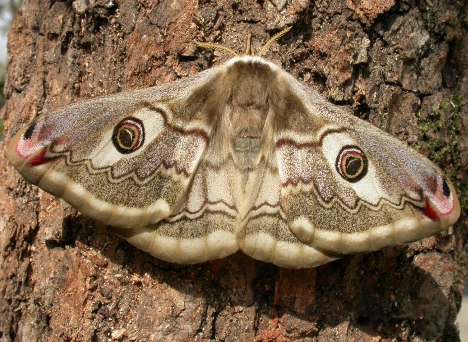 Falene, solo un ricordo? + foto di alcune specie di sfingi